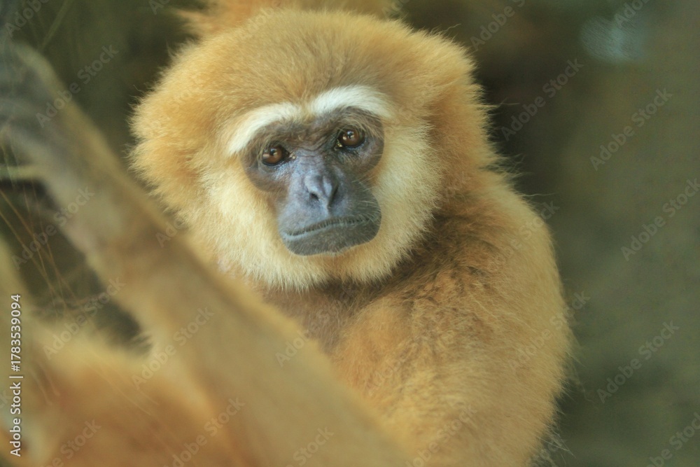 Fototapeta premium close up of a gibbon's serious face