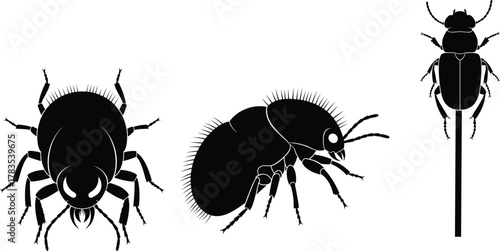 Black Beetle Silhouettes in Various Poses for Entomology, Nature Education, Insect Anatomy, Wildlife Study, and Scientific Illustration Projects