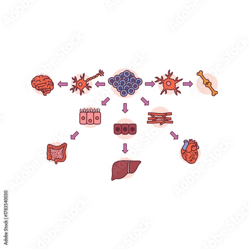 Stem cell differentiation into various cell types and organs.