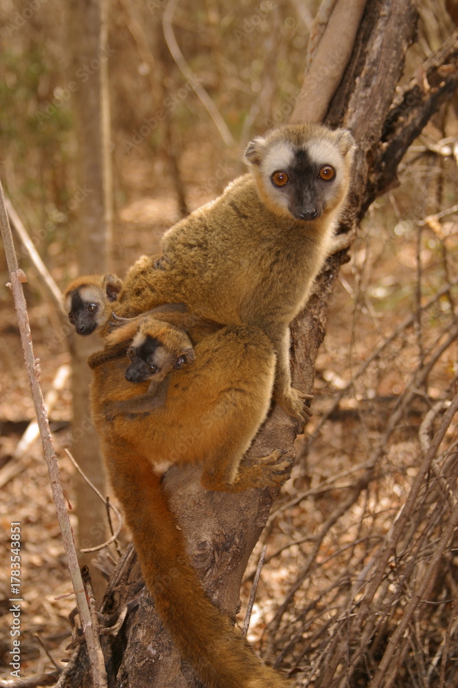 Obraz premium brown lemur with two young twins 110 
