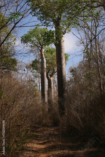 Kirindi forest in north-west Madagaskar 246
