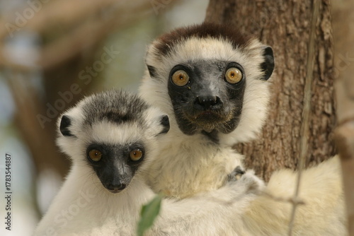 verreaux’s sifaka cling to a tree with baby on her back, portrait 513 
