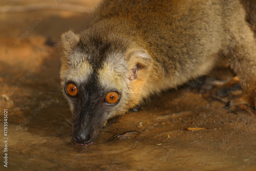 Fototapeta premium brown lemur, portrait, drinking from a pond 661