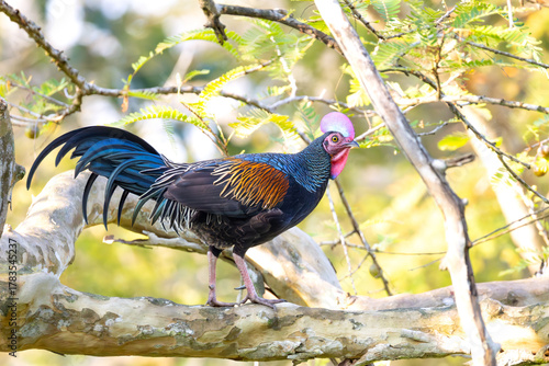 Wild Green Junglefowl displaying bright feathers in natural light, Bali Barat National Park