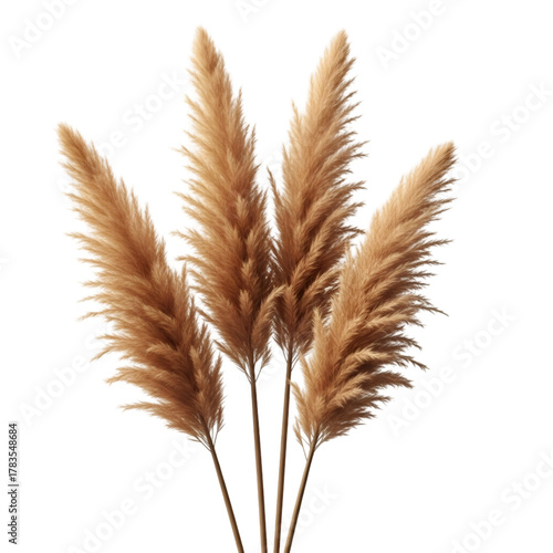 Pampas Grass Plumes on Black Background
