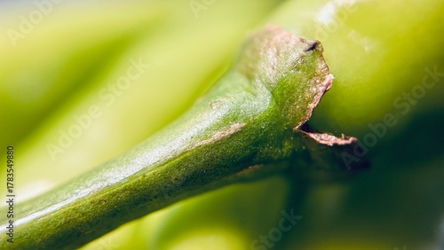 Macro photograph showing the detailed texture of a fresh green chili pepper stem. The image highlights the natural color, organic surface, and freshness of the vegetable.