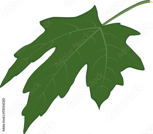 Green maple leaf clipart with gentle curve effect. Bright vector element symbolizing freshness and nature. Perfect for spring designs, patterns, stickers, cards, and eco projects.
