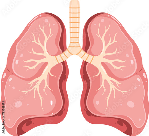 Anatomical Diagram of Healthy Human Lungs