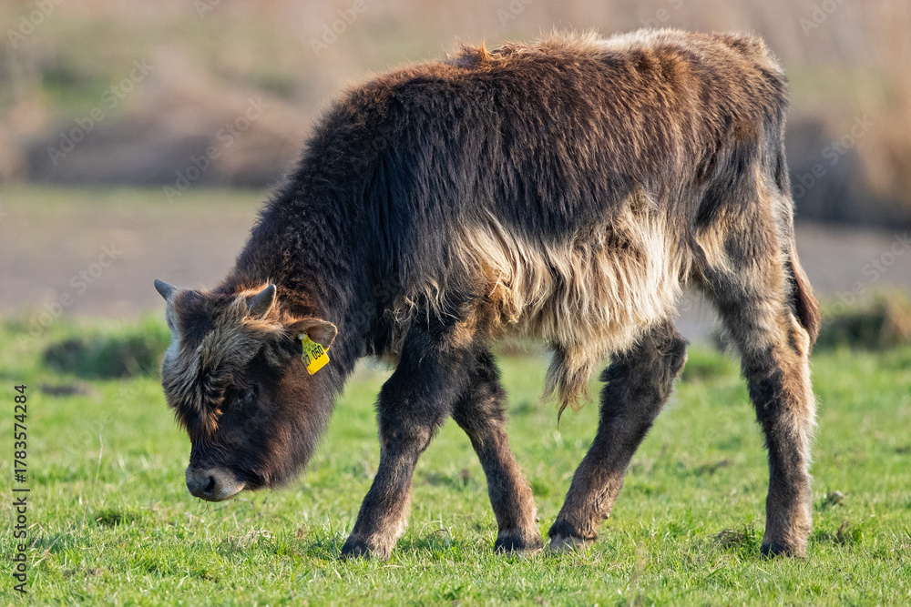 Fototapeta premium Heck Cattle - calf of backbreeding cattle breed of extinct wild Aurochs (Bos primigenius), Baden-Wuerttemberg, Germany