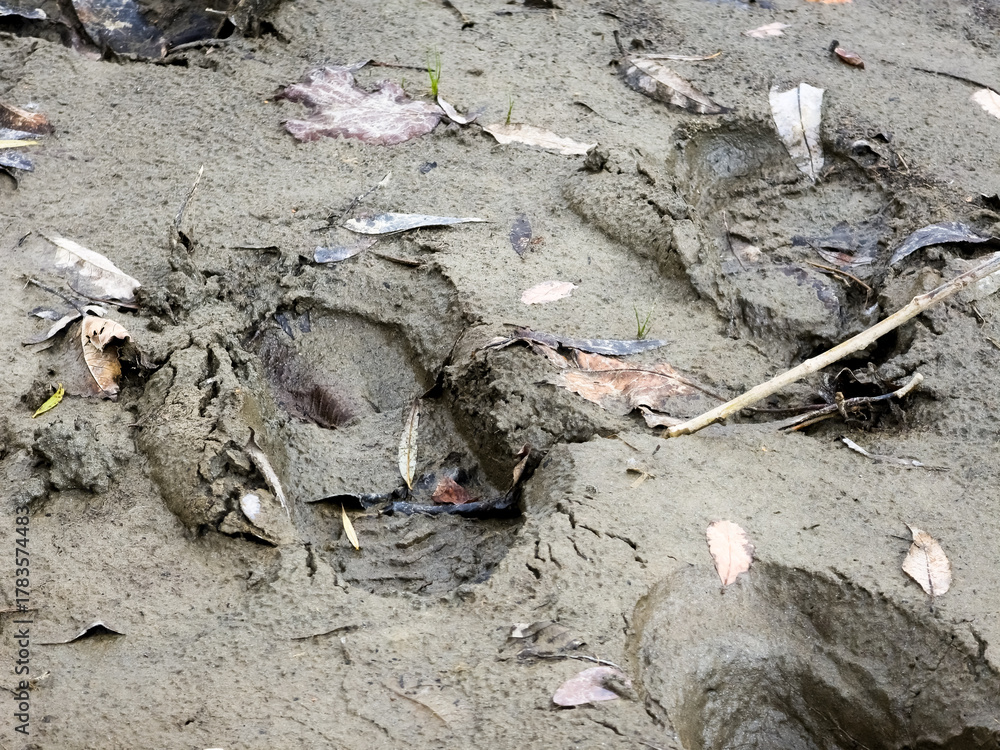 Fototapeta premium Detailed close-up of a deep human footprint, possibly from a boot, pressed into soft, wet mud and earth, surrounded by fallen leaves and small forest debris.