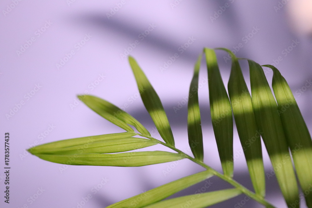 Obraz premium Close up of leaves with shadows and sunrays