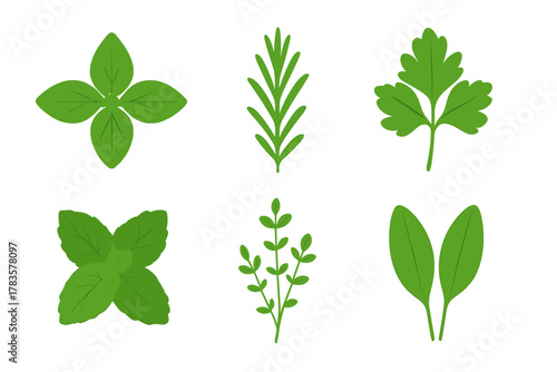 Six common culinary herb leaves isolated on white background