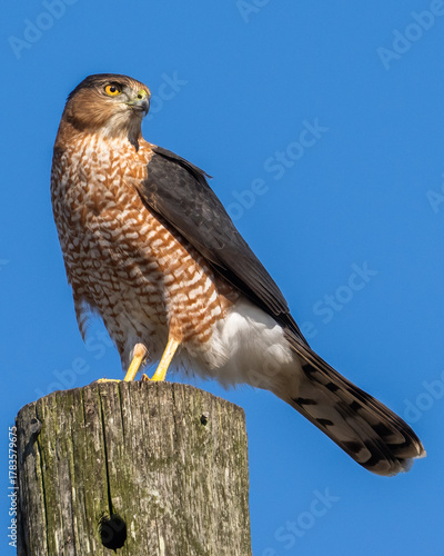 Coopers Hawk Portait on a pole