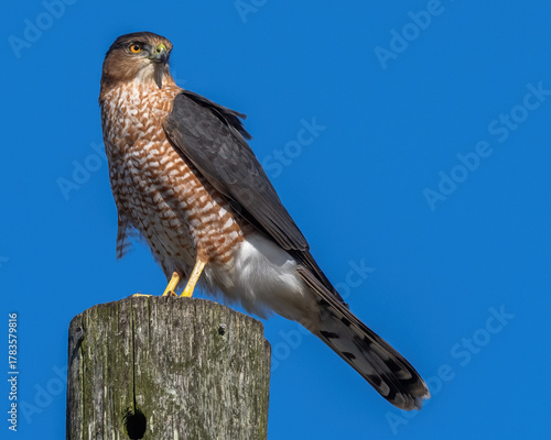 Coopers Hawk Portait on a pole
