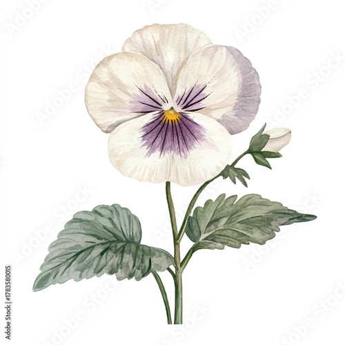 Elegant White Pansy Flower with Bud and Green Leaves.