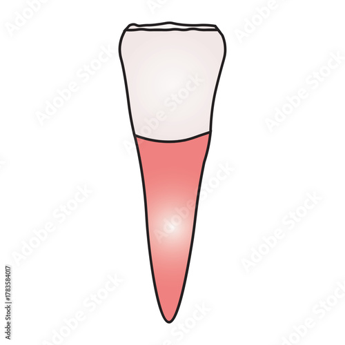 incisor tooth