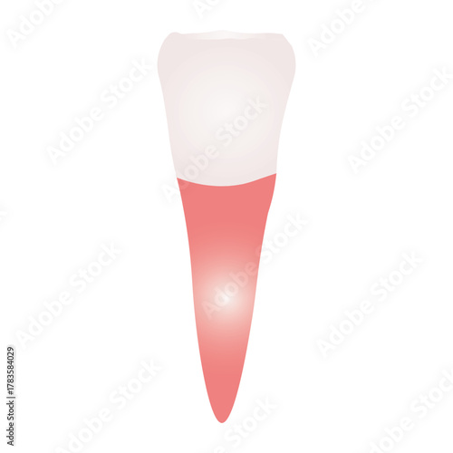 incisor tooth