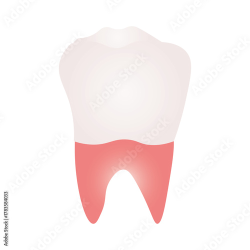 Molar Tooth