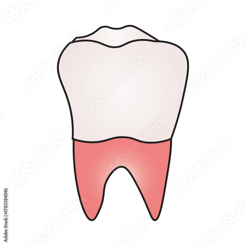 molar tooth