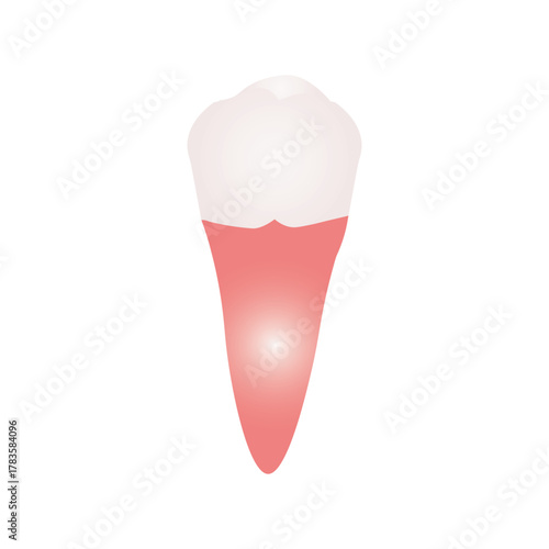 premolar tooth