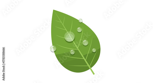 Stylized green leaf with glistening water droplets on a white background