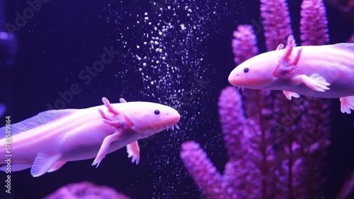 pink axolotls swimming underwater in aquarium