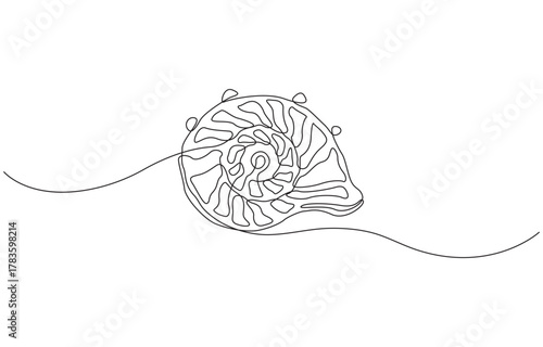 Continuous one line drawing of conch snail shell. marine animal concept single line art, Conch snail seashell in simple linear style vector illustration.