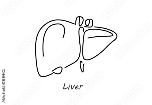 Minimalist Line Art of a Human Liver Organ
