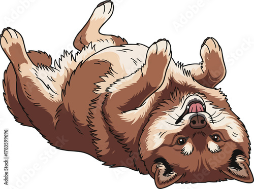 German Spitz dog lying on back playful vector illustration