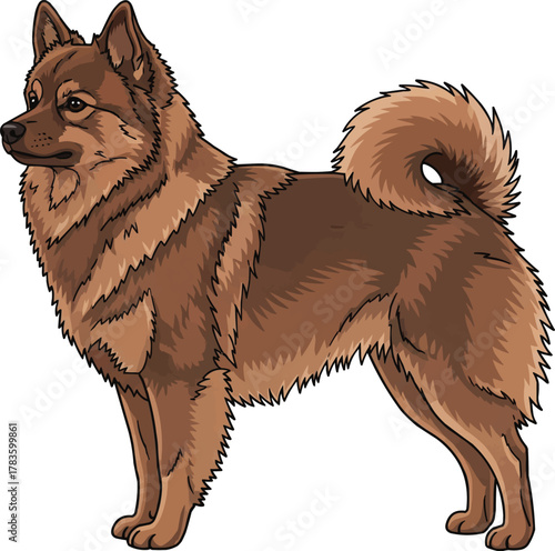 German Spitz dog standing side profile view vector illustration