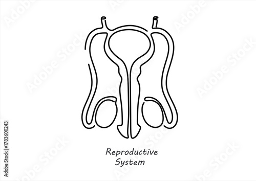 Minimalist Line Art of Male Reproductive System Anatomy