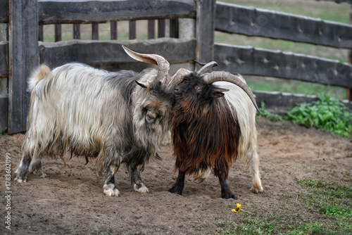 A view of two goats fighting near a wooden fence. Two goats butting.