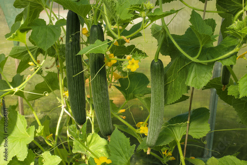 Wallpaper Mural Growing long cucumbers (snake melon) in a greenhouse - ripe fruits, ovaries and flowers Torontodigital.ca