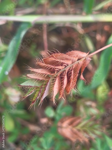 red and yellow flower