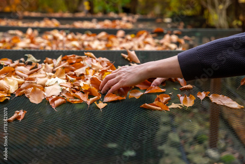 Laub im Herbst vom Netz über einem Gartenteich wegnehmen