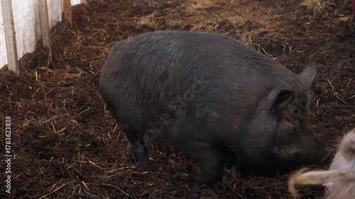 Two black pigs forage and rest on a bed of straw and soil inside a barn enclosure, displaying natural farm animal behavior in a rustic setting.