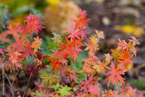 Autumn red, yellow and orange leaves of the geranium 'Max Frei' in the garden, colorful background or wallpaper