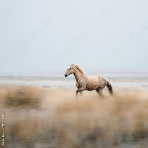 beautiful horse running through the desert