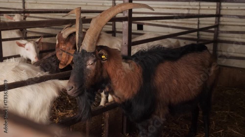 A brown and black goat with long horns and a beard standing calmly inside a metal pen on a farm. Rural livestock scene.