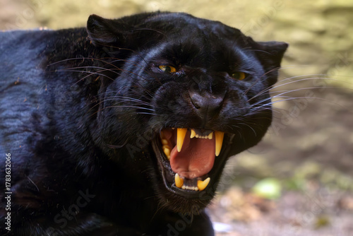 Leopard (Parthera pardus), black leopard with bared teeth, threatening to attack. Typical behavior of a cornered beast. Black panther portrait.