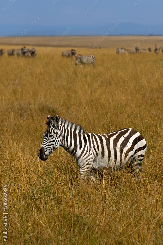Naklejka premium Plains zebra (Equus quagga), formerly Equus burchellii, a herd of zebras on the Masai Mara plains.