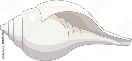 Indian Valampuri shank or seashell vector cartoon illustration