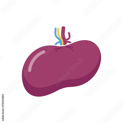 Illustration of a Human Spleen Organ with Blood Vessels.