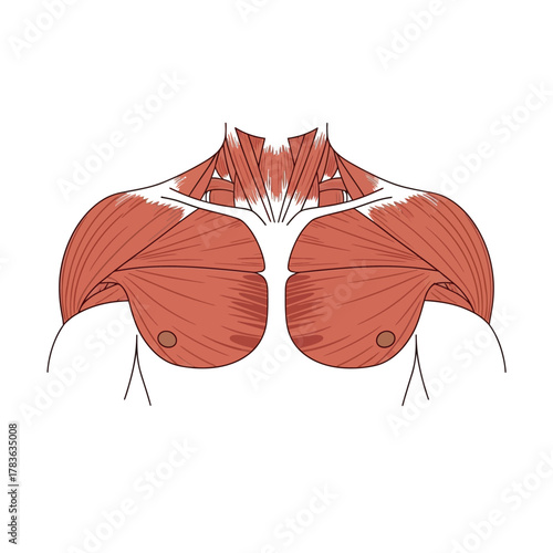 Illustration of Chest Muscles - Anatomy and Musculature.