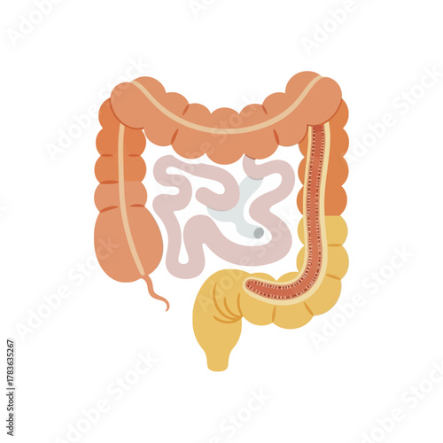 Illustration of the Human Digestive System with Colon and Intestines.