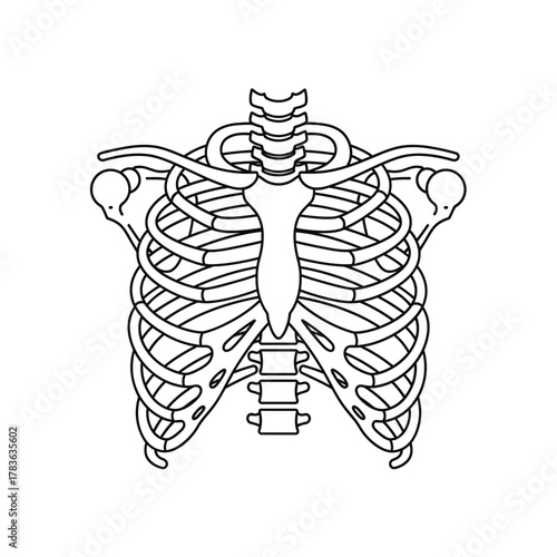 Minimalist line art illustration of the human rib cage skeleton.