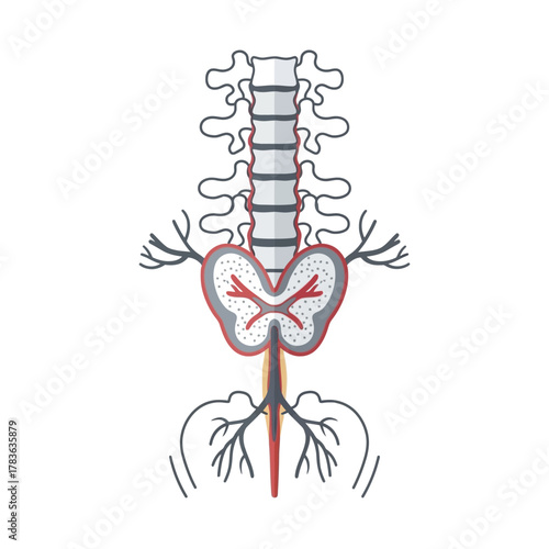 Spinal Cord Anatomy Illustration with Nerves and Vertebrae.