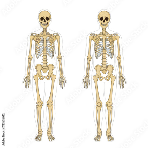 Two Human Skeletons Side By Side Anatomical Illustration.