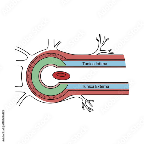 Anatomical Diagram of a Blood Vessel Cross Section with Layers.