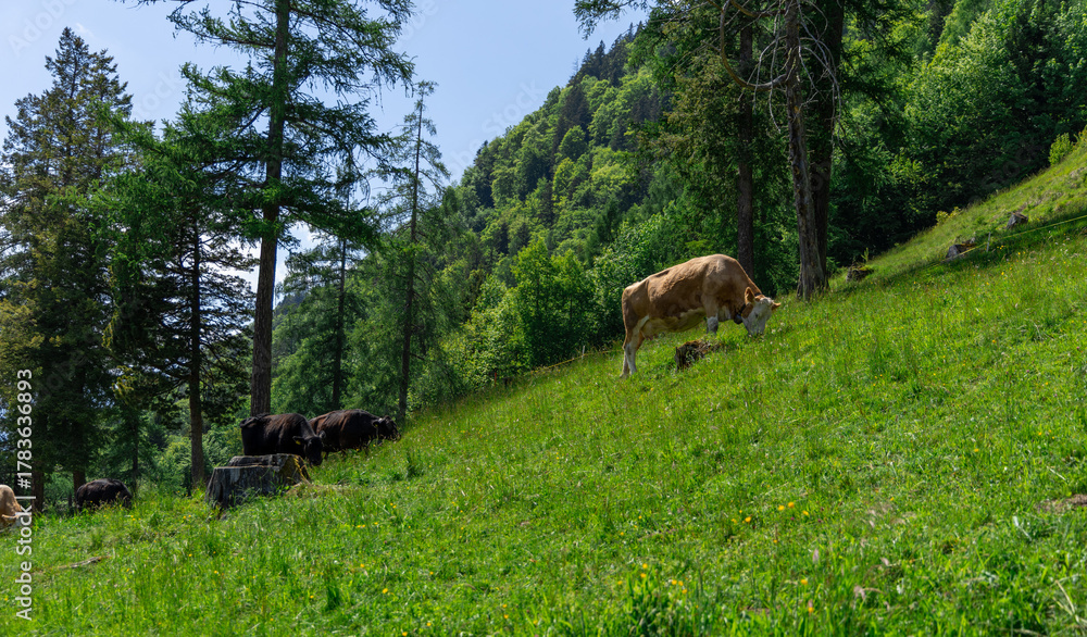 Obraz premium Interlaken city in Switzerland in a sunny day